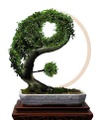 Yin Yang Wisdom University logo