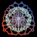 NeuroBloom Academy logo