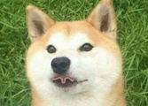 Such Wow logo