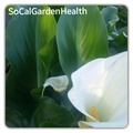 Cynthia Cruz, Health Coach logo