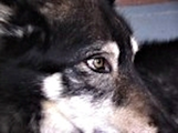 Gray Wolf Learning Center logo