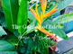 The Garden of Eden - House of Healing