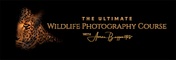 The Ultimate Wildlife Photography Course