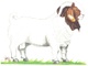 Introductory course to the South African Boer Goat