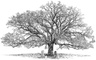 Oak Tree Herbal Clinic E Workshops
