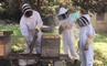 The Beekeeping Course