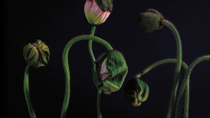 Product image for Seeding the Year 2025