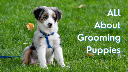 Product image for All About Grooming Puppies
