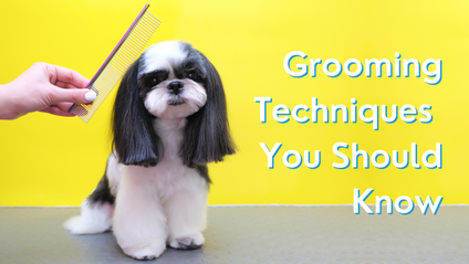Product image for Grooming Techniques You Should Know