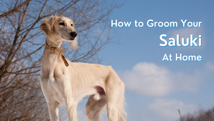 Product image for How To Groom Your Saluki At Home