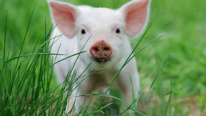 Product image for 2025 Swine Animal Welfare Training