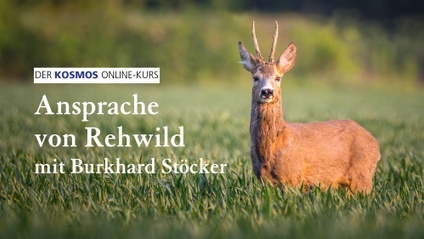 Product image for Ansprache von Rehwild