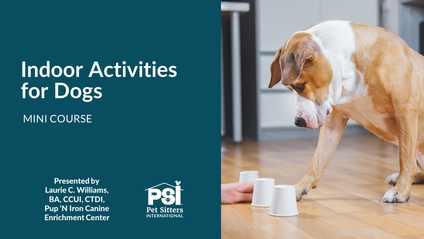 Product image for Mini Course: Indoor Activities for Dogs