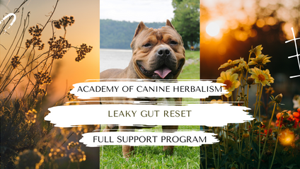 Product image for Leaky Gut Reset - Full Signature Program