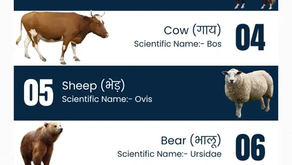 Product image for Animals Name in Hindi and English with Pictures