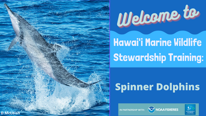 Product image for Hawai'i Marine Wildlife Stewardship Training: Hawaiian Spinner Dolphins
