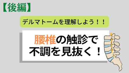 Product image for 【後編】デルマトームから導く背中の触診で不調を見抜け!!〜腰椎編〜 ・支配神経分布に対しての座学と評価 ・実践アプローチ方法