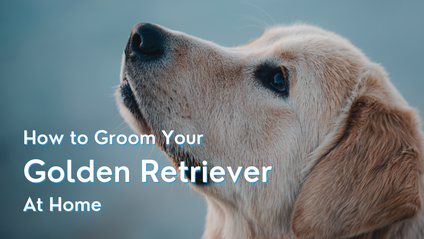 Product image for How to Groom Your Golden Retriever at Home