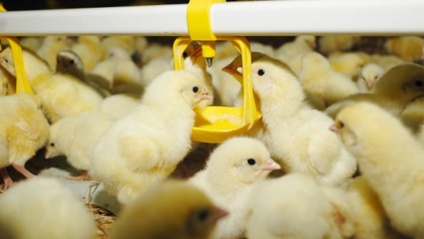 Product image for 2025 Broiler Hatchery Training