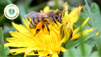 Product image for Plants and Pollinators