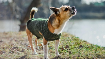 Product image for Relief for Reactive Dogs™