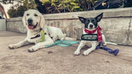 Product image for Service Dog Training