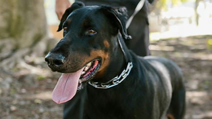 Product image for Prong Collar Knowledge Assessment