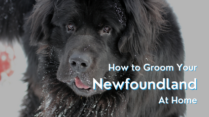 Product image for How to Groom Your Newfoundland At Home