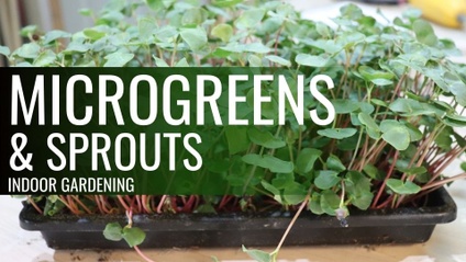 Product image for Indoor Gardening - Growing Microgreens & Sprouts