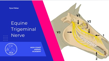 Product image for  Anatomy deep dive -Equine Trigeminal Nerve