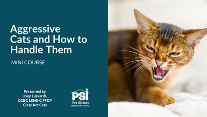 Product image for Mini Course: Aggressive Cats and How to Handle Them