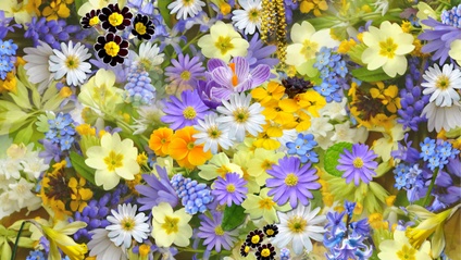 Product image for Gardening with Herbaceous Perennials (111min)