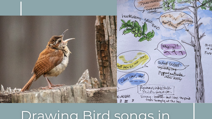 Product image for Drawing bird song