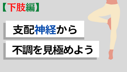 Product image for 【暗記系講座‼︎〜下脚神経系〜】