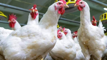 Product image for 2025 Broiler Breeder Management Training