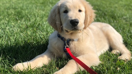 Product image for Perfectly Puppy™ Training