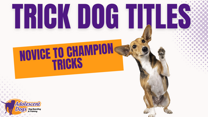 Product image for Dog Tricks (all of them)
