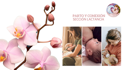 Product image for Bloque de lactancia