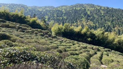 Product image for The Importance of Terroir in Chinese Tea & Tea Culture