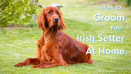Product image for How to Groom Your Irish Setter at Home