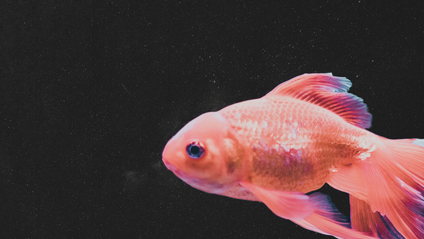 Product image for Le Poissons