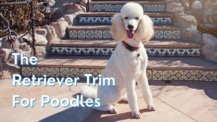 Product image for The Retriever Trim for Poodles