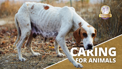 Product image for Caring for Animals