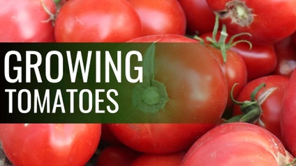 Product image for Growing Tomatoes - A Simple Guide to a Great Harvest