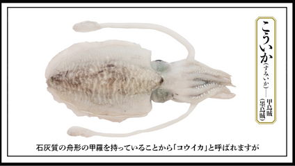 Product image for 01｜基本のにぎり方｜第3章