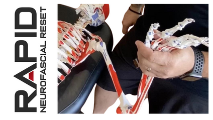 Product image for RAPID Upper Body