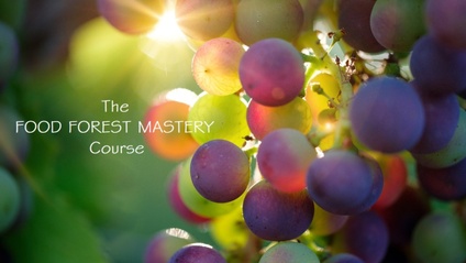 Product image for Food Forest Mastery