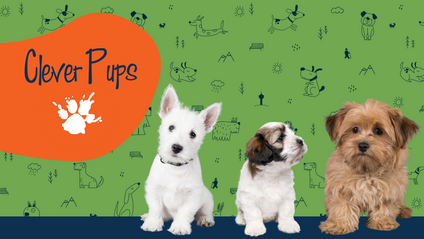 Product image for Clever Pups | April 22 - Tuesday & Thursday at 7pm