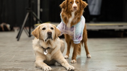 Product image for Service Dog 101