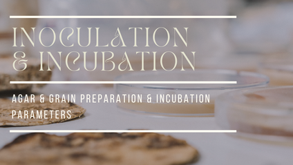 Product image for Mycelium in the Lab (Inoculation & Incubation)